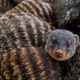 Illustration for article titled The Law That Forces Mongooses to Give Birth on the Same Day... Or Else